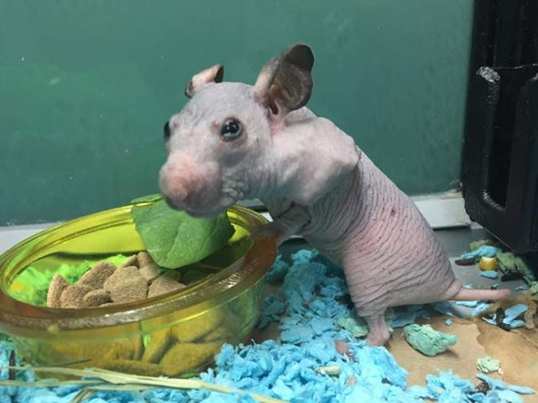 Abandoned Hairless Hamster Gets A Tiny Sweater To Protect From Cold Abandoned Hairless Hamster Gets A Tiny Sweater To Protect From Cold