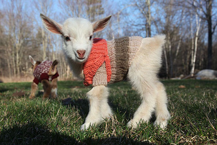 72 Tiny Animals In Tiny Sweaters That Will Make You Go Aww