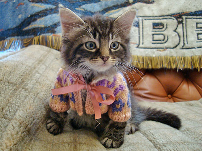 72 Tiny Animals In Tiny Sweaters That Will Make You Go Aww