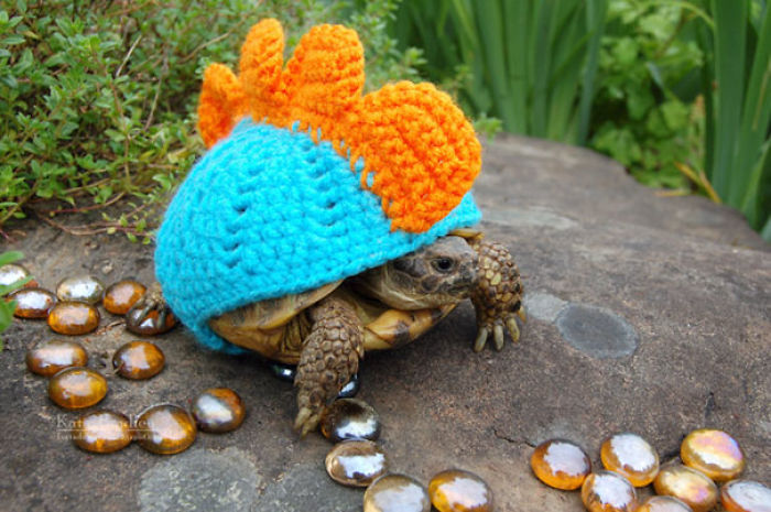 72 Tiny Animals In Tiny Sweaters That Will Make You Go Aww