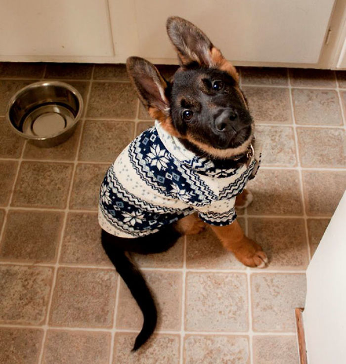 72 Tiny Animals In Tiny Sweaters That Will Make You Go Aww