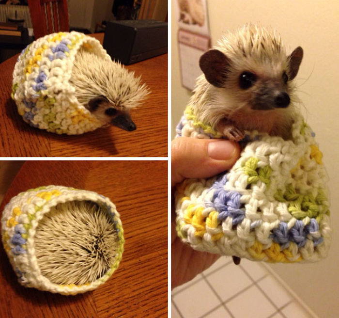 72 Tiny Animals In Tiny Sweaters That Will Make You Go Aww
