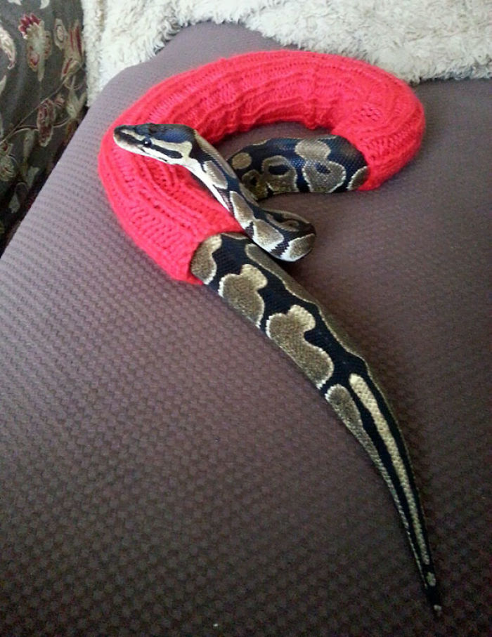 72 Tiny Animals In Tiny Sweaters That Will Make You Go Aww