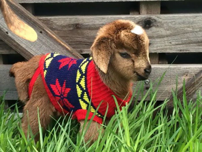 72 Tiny Animals In Tiny Sweaters That Will Make You Go Aww
