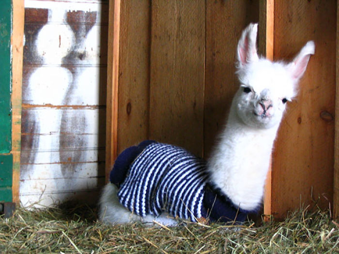 72 Tiny Animals In Tiny Sweaters That Will Make You Go Aww