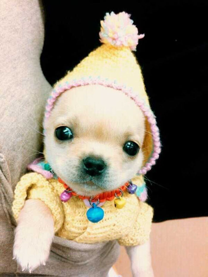 72 Tiny Animals In Tiny Sweaters That Will Make You Go Aww