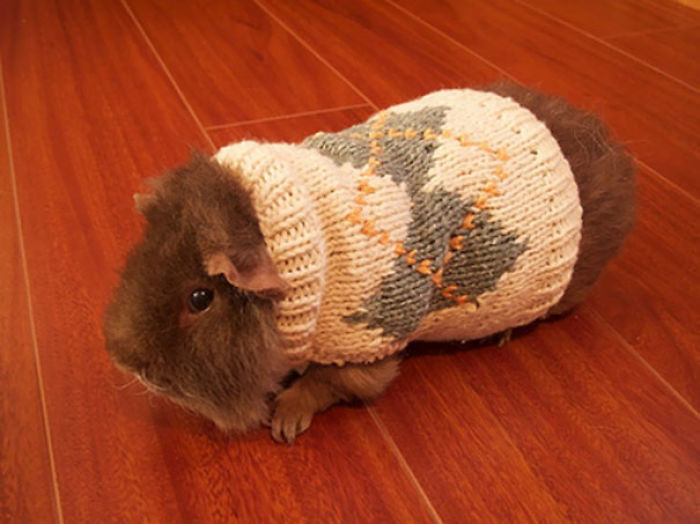 72 Tiny Animals In Tiny Sweaters That Will Make You Go Aww