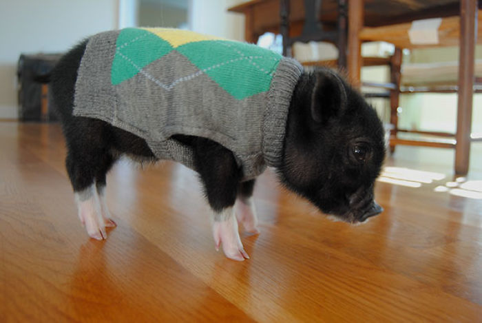 72 Tiny Animals In Tiny Sweaters That Will Make You Go Aww