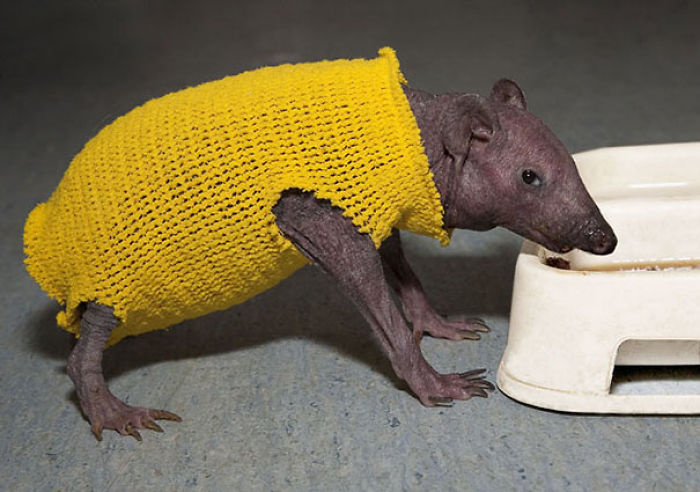 72 Tiny Animals In Tiny Sweaters That Will Make You Go Aww