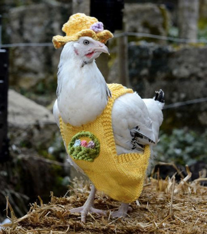 72 Tiny Animals In Tiny Sweaters That Will Make You Go Aww