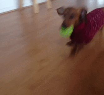 72 Tiny Animals In Tiny Sweaters That Will Make You Go Aww