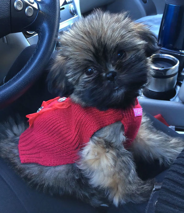 72 Tiny Animals In Tiny Sweaters That Will Make You Go Aww