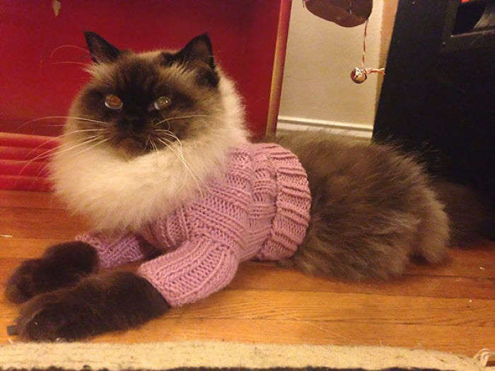 72 Tiny Animals In Tiny Sweaters That Will Make You Go Aww