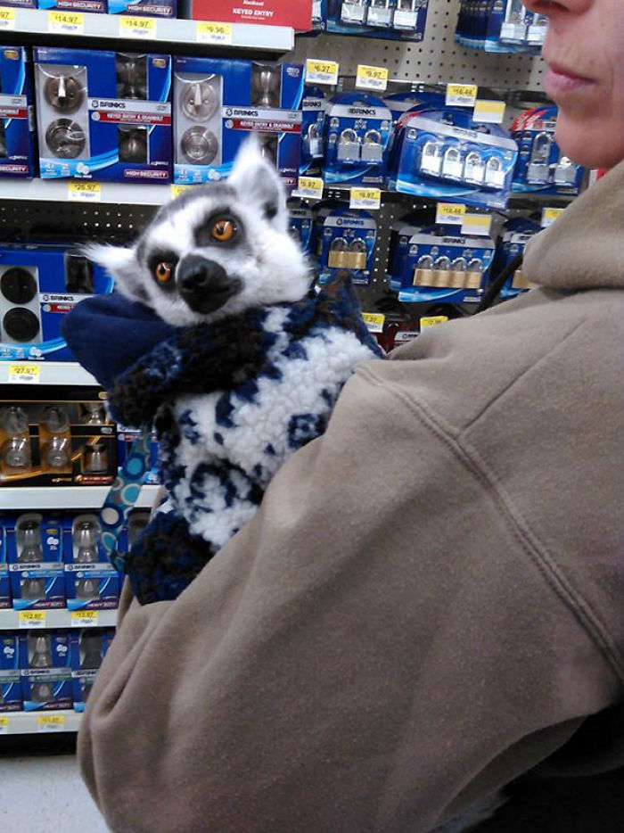 72 Tiny Animals In Tiny Sweaters That Will Make You Go Aww