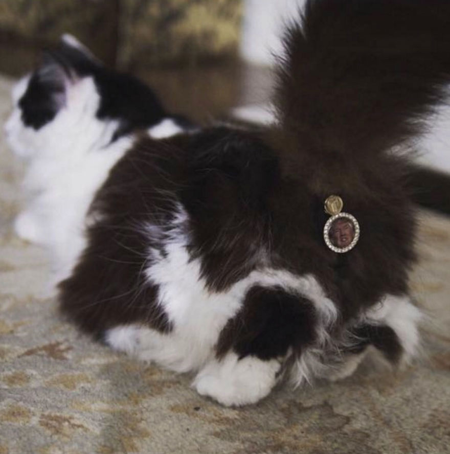 CatAssThrophy: Cat Jewelry To Cover Their Bums