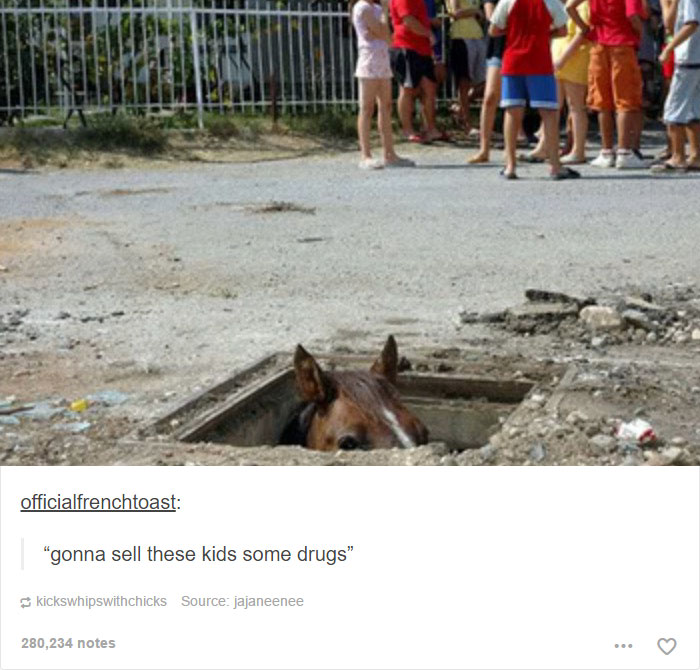 64 Animal Posts On Tumblr That Are Impossible Not To Laugh At 64 Animal Posts On Tumblr That Are Impossible Not To Laugh At