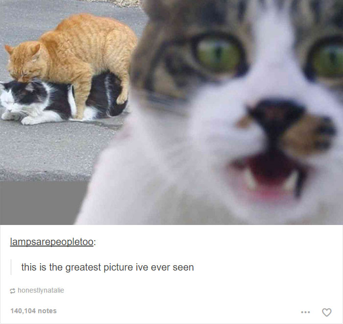 64 Animal Posts On Tumblr That Are Impossible Not To Laugh At 64 Animal Posts On Tumblr That Are Impossible Not To Laugh At