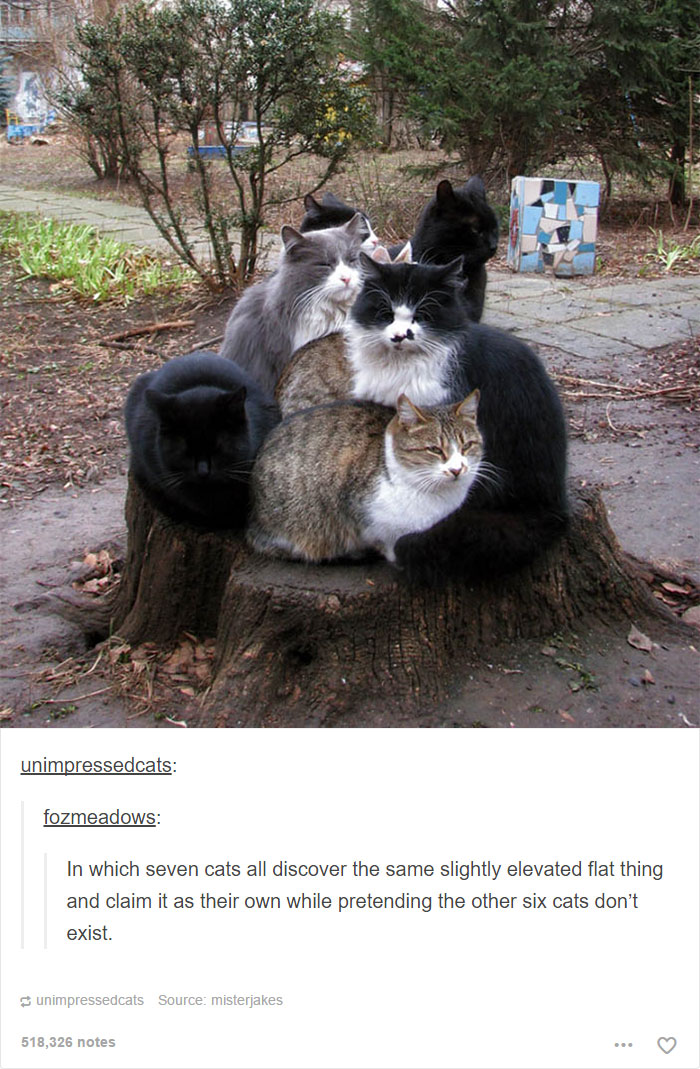 64 Animal Posts On Tumblr That Are Impossible Not To Laugh At 64 Animal Posts On Tumblr That Are Impossible Not To Laugh At