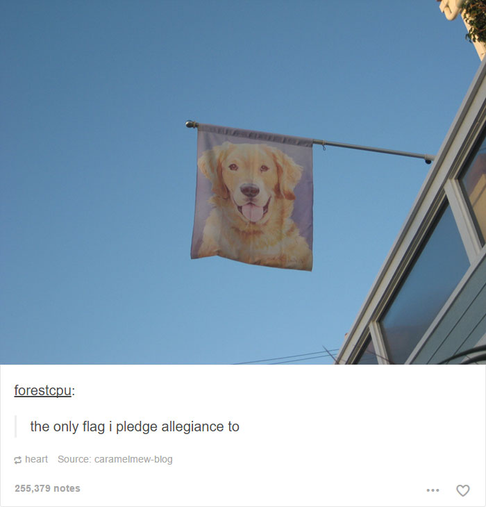 64 Animal Posts On Tumblr That Are Impossible Not To Laugh At 64 Animal Posts On Tumblr That Are Impossible Not To Laugh At