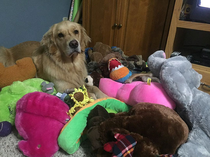 Therapy Dog Takes A Different Toy To Bed Each Night Therapy Dog Takes A Different Toy To Bed Each Night