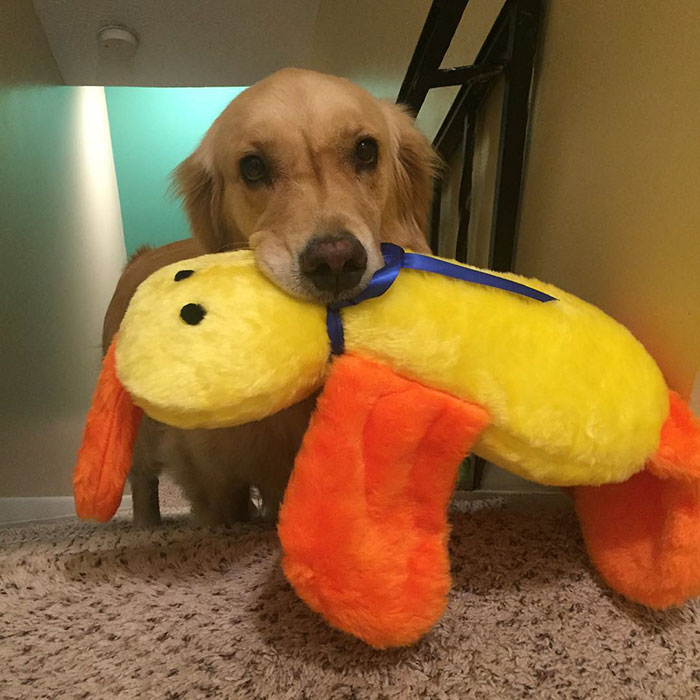 Therapy Dog Takes A Different Toy To Bed Each Night Therapy Dog Takes A Different Toy To Bed Each Night