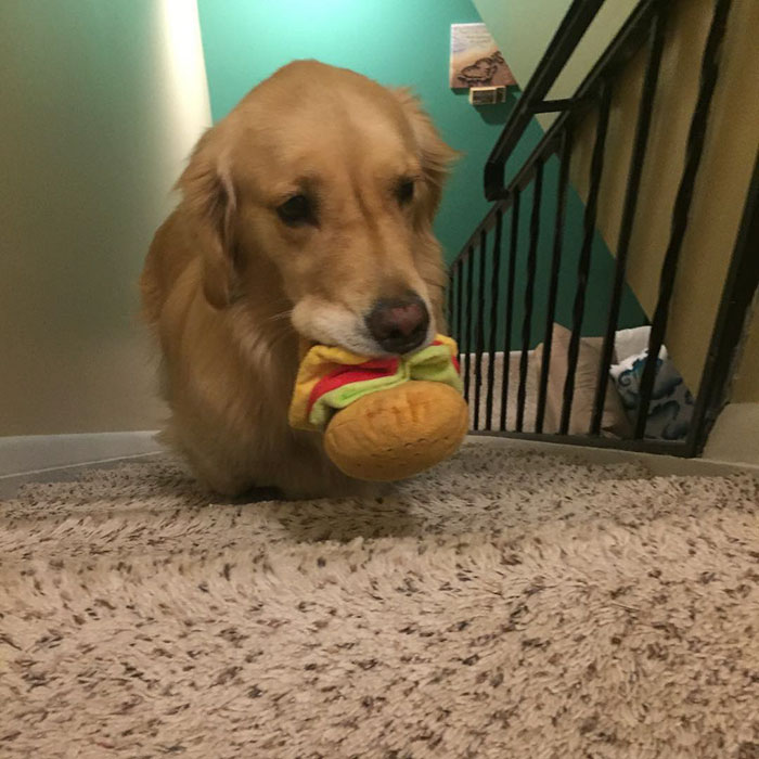 Therapy Dog Takes A Different Toy To Bed Each Night Therapy Dog Takes A Different Toy To Bed Each Night