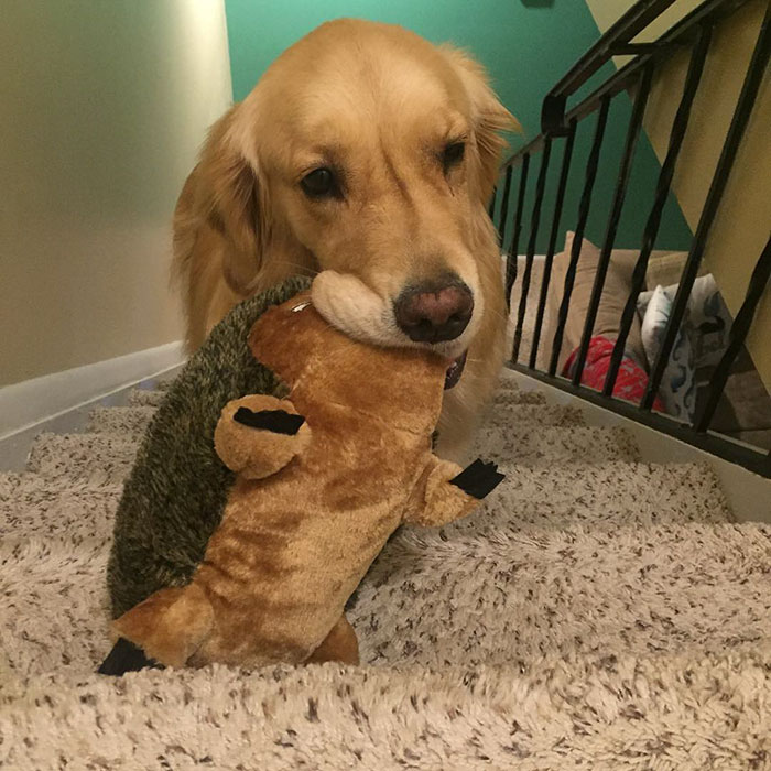 Therapy Dog Takes A Different Toy To Bed Each Night Therapy Dog Takes A Different Toy To Bed Each Night