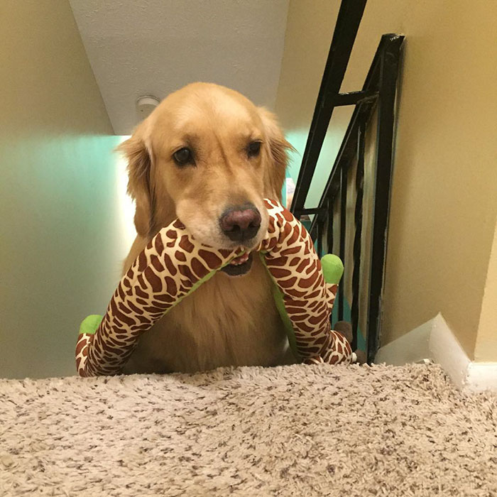 Therapy Dog Takes A Different Toy To Bed Each Night Therapy Dog Takes A Different Toy To Bed Each Night