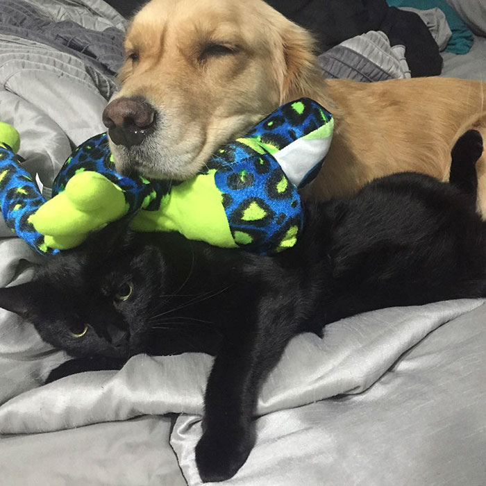Therapy Dog Takes A Different Toy To Bed Each Night Therapy Dog Takes A Different Toy To Bed Each Night