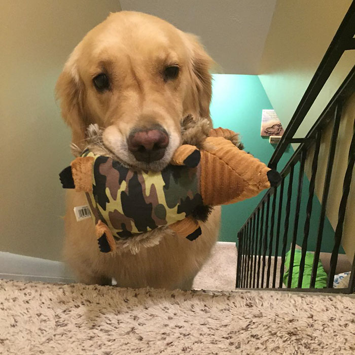 Therapy Dog Takes A Different Toy To Bed Each Night Therapy Dog Takes A Different Toy To Bed Each Night