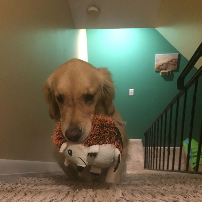 Therapy Dog Takes A Different Toy To Bed Each Night Therapy Dog Takes A Different Toy To Bed Each Night