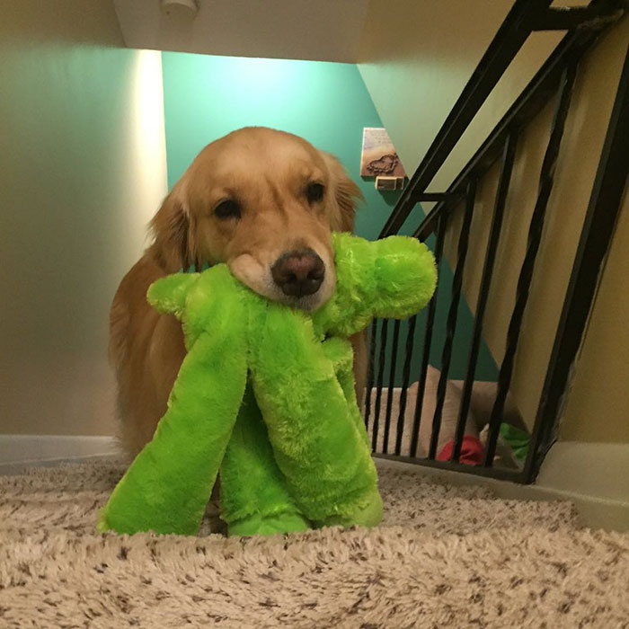 Therapy Dog Takes A Different Toy To Bed Each Night Therapy Dog Takes A Different Toy To Bed Each Night
