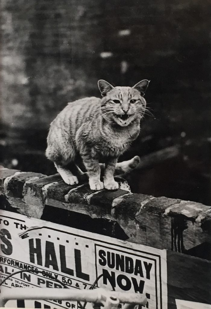These Iconic &#8216;Cats Of London&#8217; Give Us A Glimpse Into The 1950s