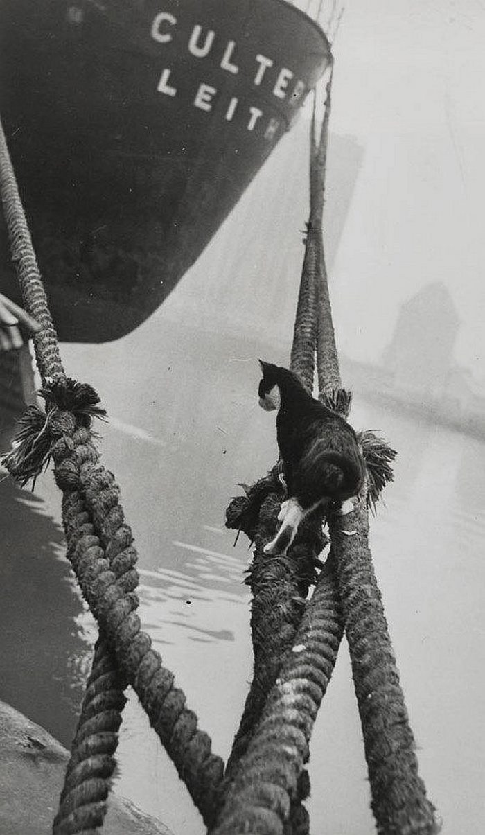 These Iconic &#8216;Cats Of London&#8217; Give Us A Glimpse Into The 1950s