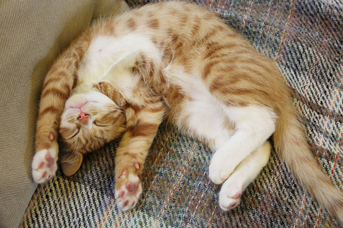 When The Landlord Banned Cat-Flaps, This Genius Guy Built A Ladder For His Cat To Sneak In When The Landlord Banned Cat-Flaps, This Genius Guy Built A Ladder For His Cat To Sneak In