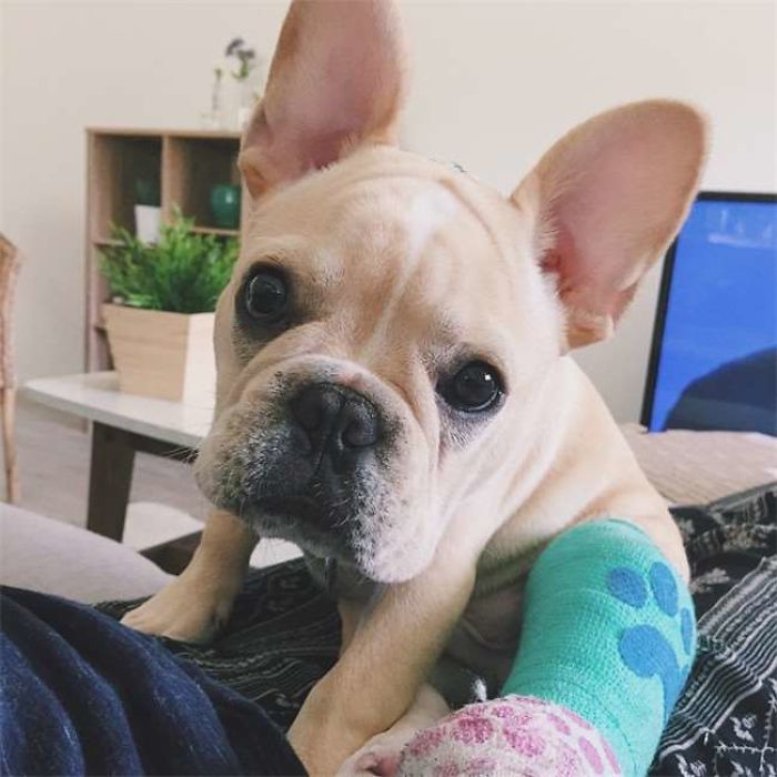 39 Animals In Tiny Casts That You Won’t Be Able To See Without Saying Awww