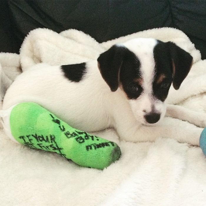 39 Animals In Tiny Casts That You Won’t Be Able To See Without Saying Awww