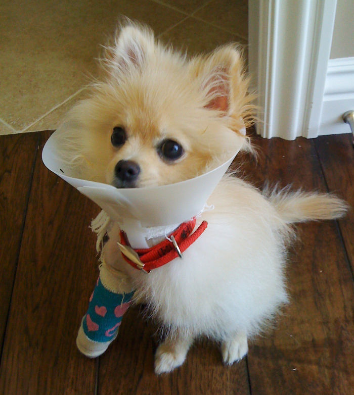 39 Animals In Tiny Casts That You Won’t Be Able To See Without Saying Awww