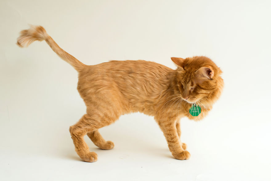 I Capture The Beauty Of Blind Cats To Help Them Get Adopted I Capture The Beauty Of Blind Cats To Help Them Get Adopted