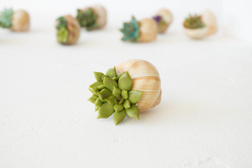 I Create Succulent-Inspired Home Decor Using Snail Shells Which I Found In The Countryside I Create Succulent-Inspired Home Decor Using Snail Shells Which I Found In The Countryside