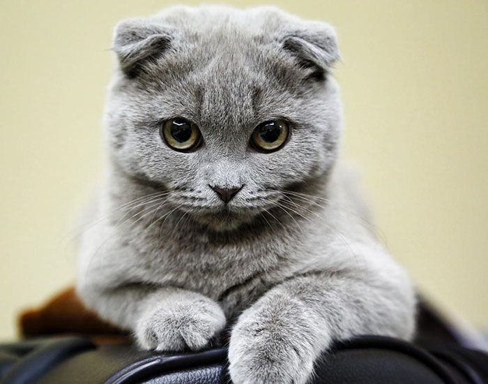 29 Cutest Cats In The World: Purr-fect List For Whiskered Wonder