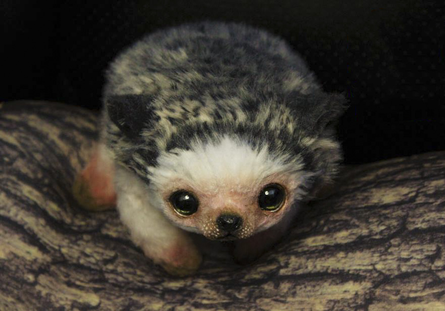 Realistic Baby Animals &#038; Dragons That I Create For People To Adopt