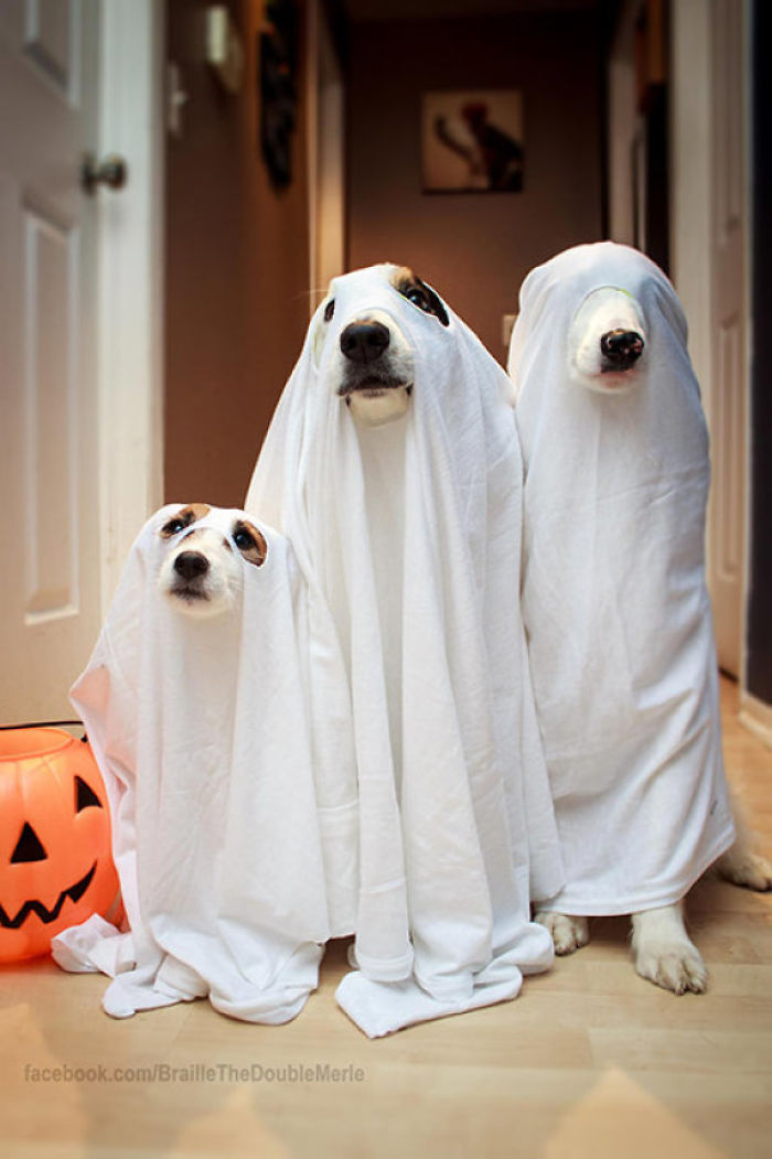 89 Terrifyingly Pawsome Halloween Costumes For Dogs
