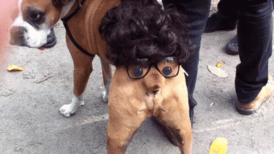 89 Terrifyingly Pawsome Halloween Costumes For Dogs