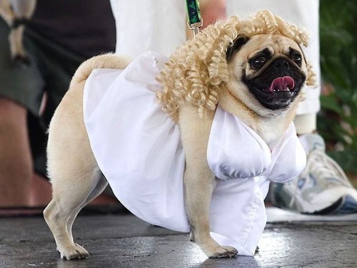 89 Terrifyingly Pawsome Halloween Costumes For Dogs