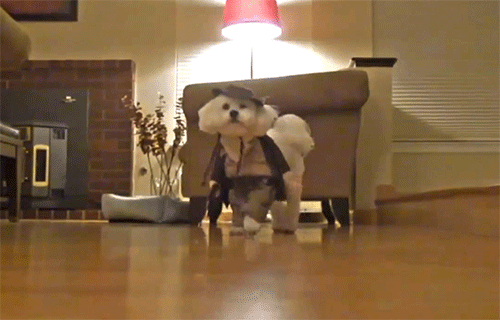 89 Terrifyingly Pawsome Halloween Costumes For Dogs