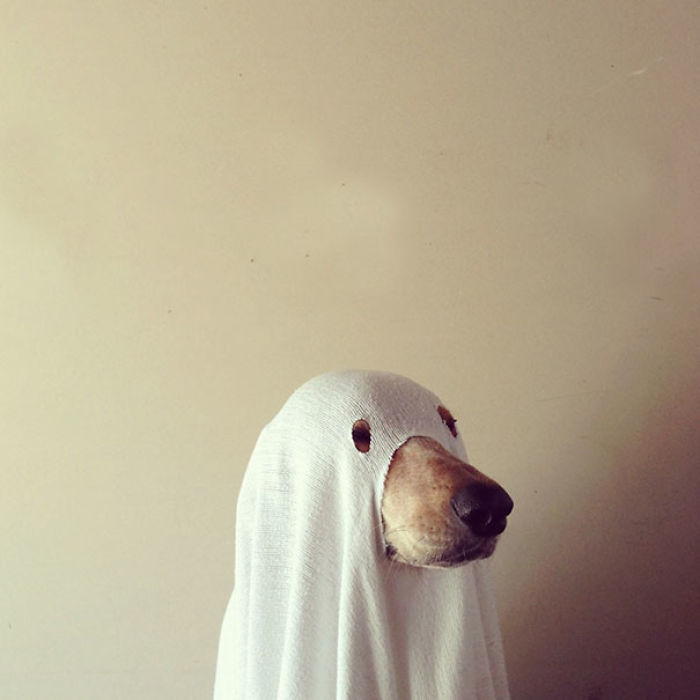 89 Terrifyingly Pawsome Halloween Costumes For Dogs