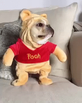 89 Terrifyingly Pawsome Halloween Costumes For Dogs