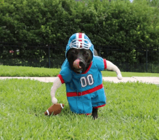 89 Terrifyingly Pawsome Halloween Costumes For Dogs