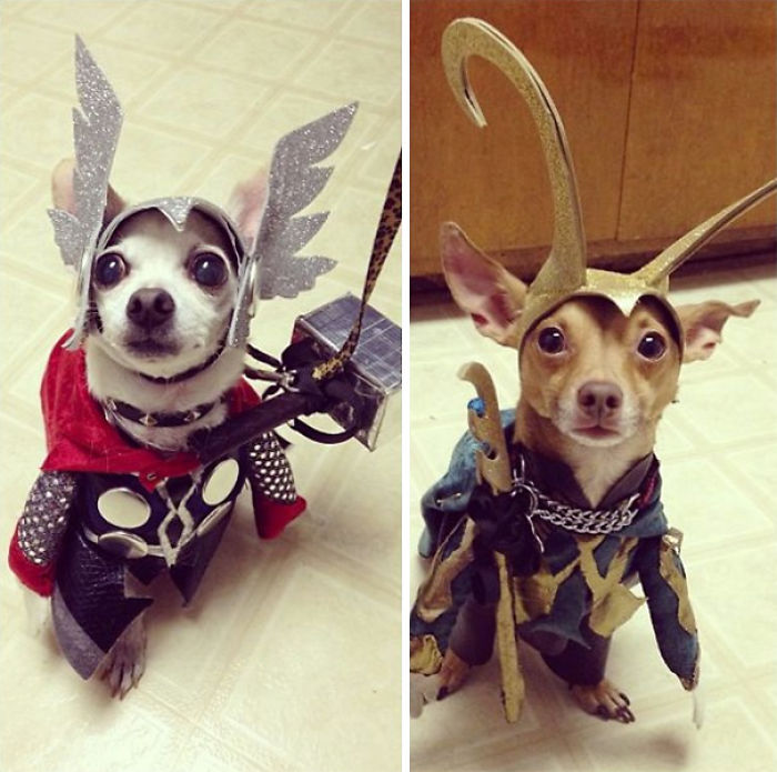 89 Terrifyingly Pawsome Halloween Costumes For Dogs